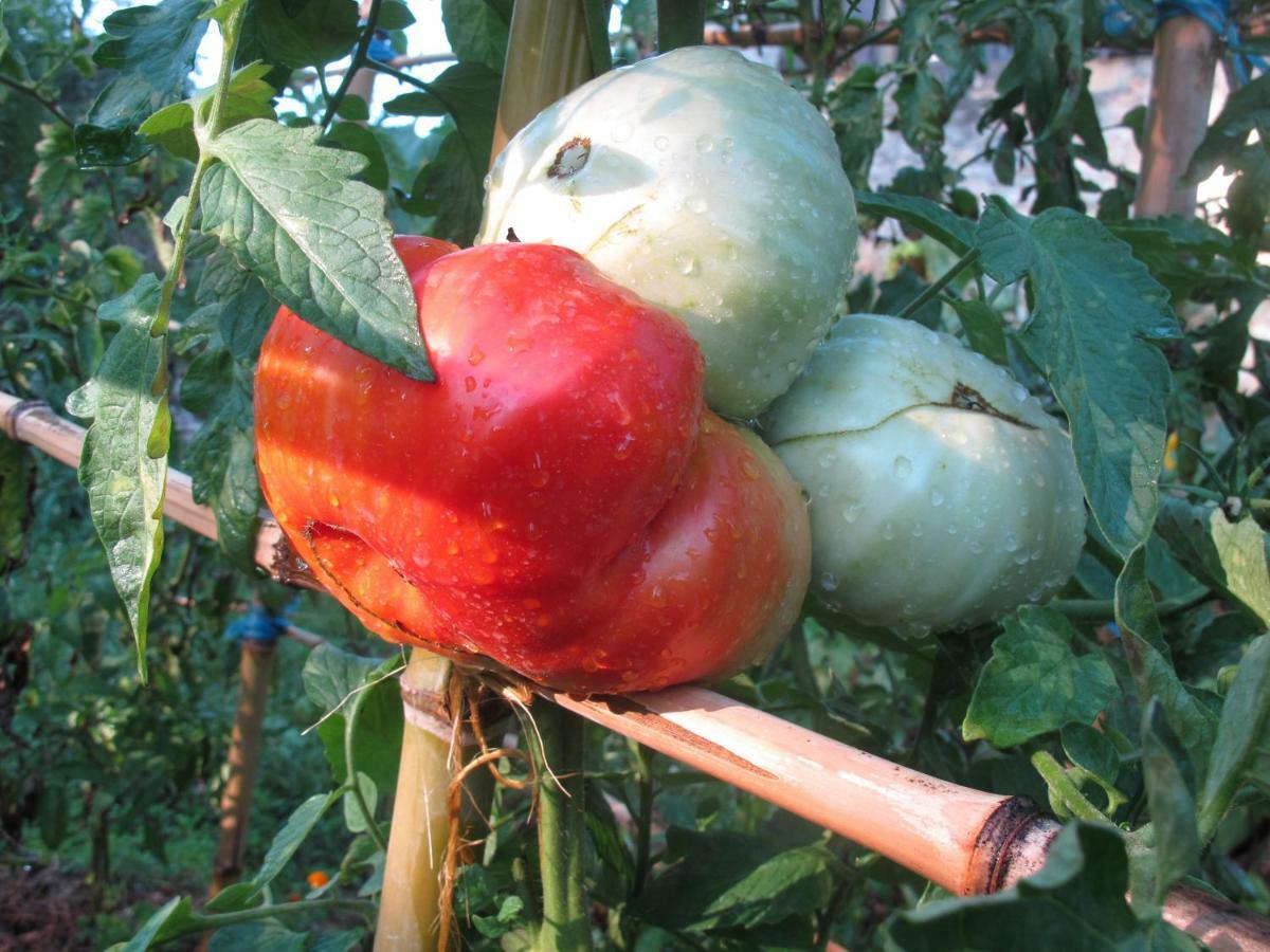 Cottage Poppy Tursac Екстериор снимка