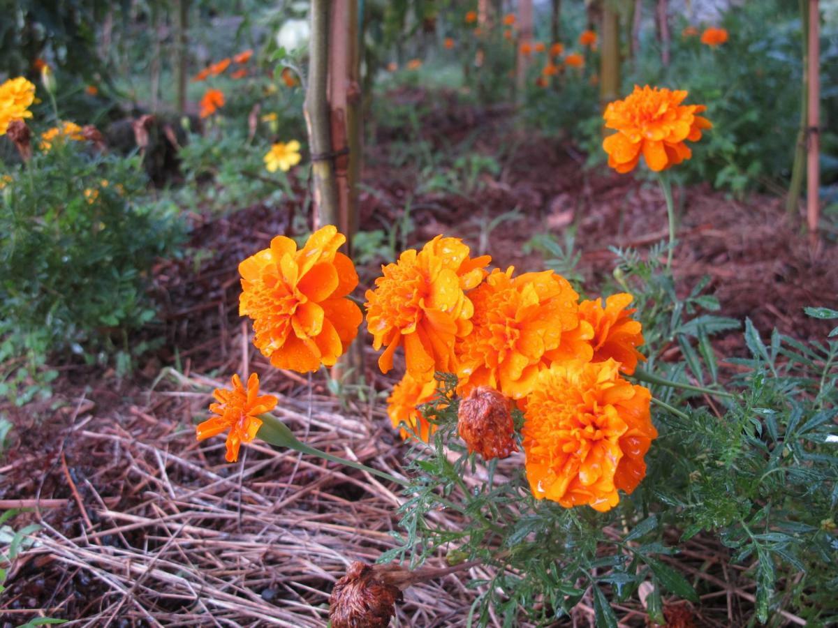 Cottage Poppy Tursac Екстериор снимка
